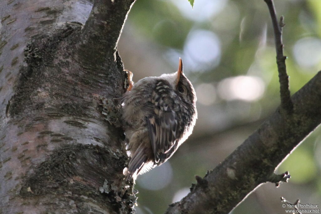 Short-toed Treecreeper