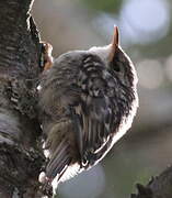 Short-toed Treecreeper