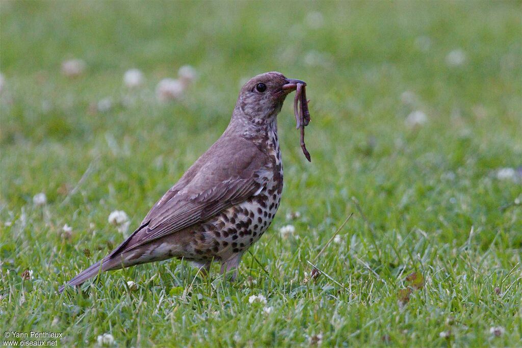 Mistle Thrush