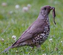 Mistle Thrush