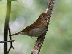 Veery