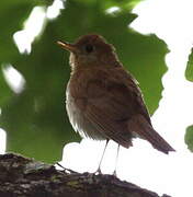 Veery