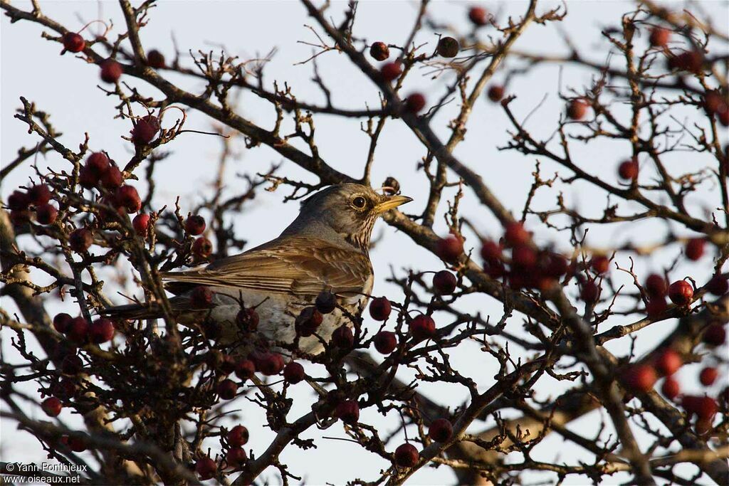 Fieldfare