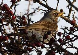 Fieldfare