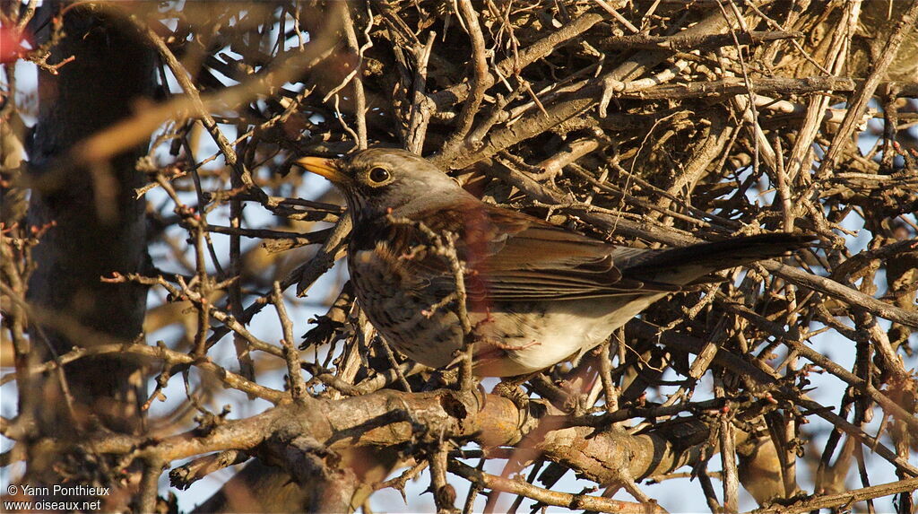 Fieldfare