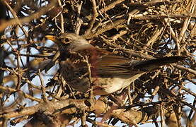 Fieldfare