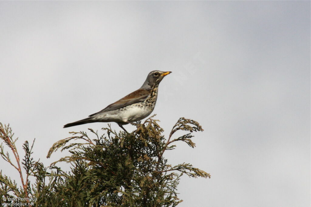 Fieldfare