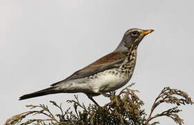 Fieldfare