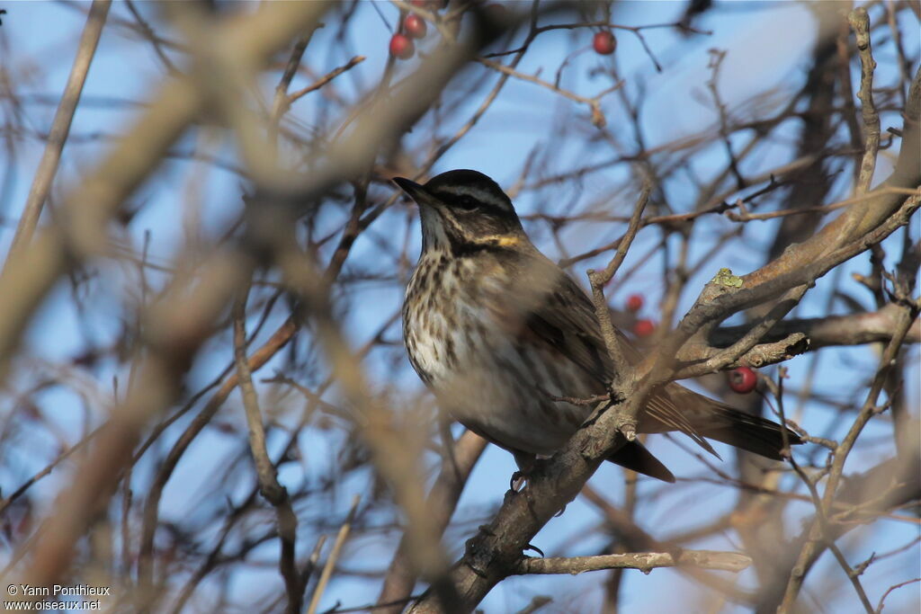 Redwing