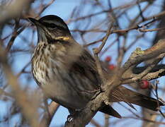 Redwing