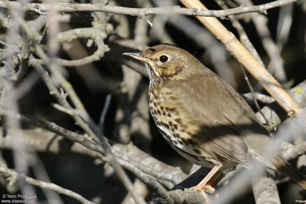 Song Thrush