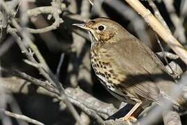 Song Thrush