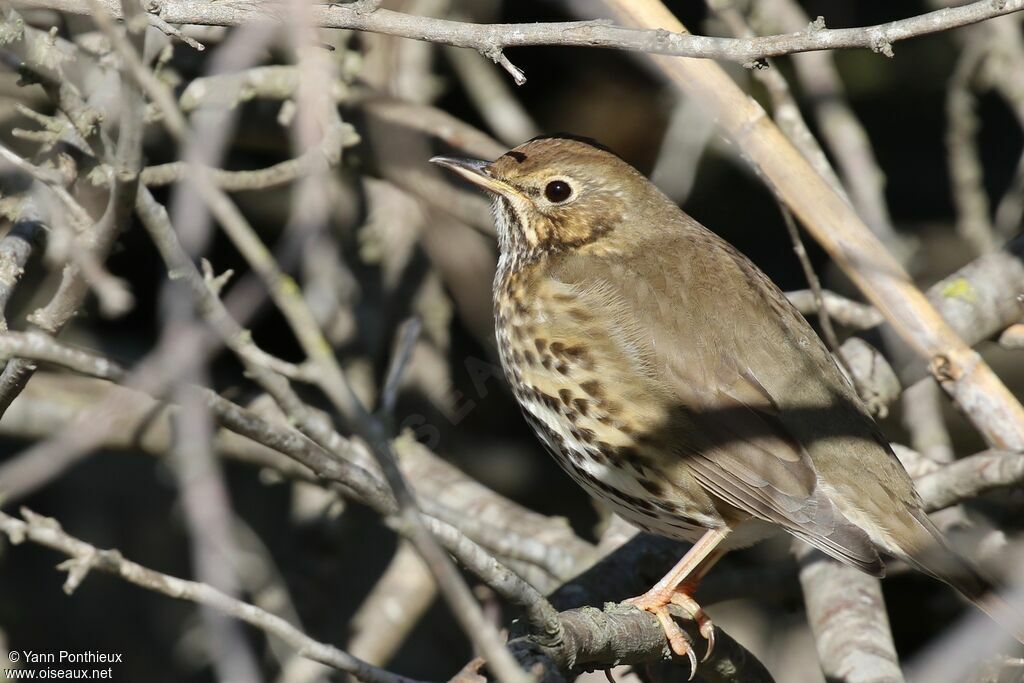 Song Thrush