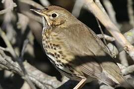 Song Thrush