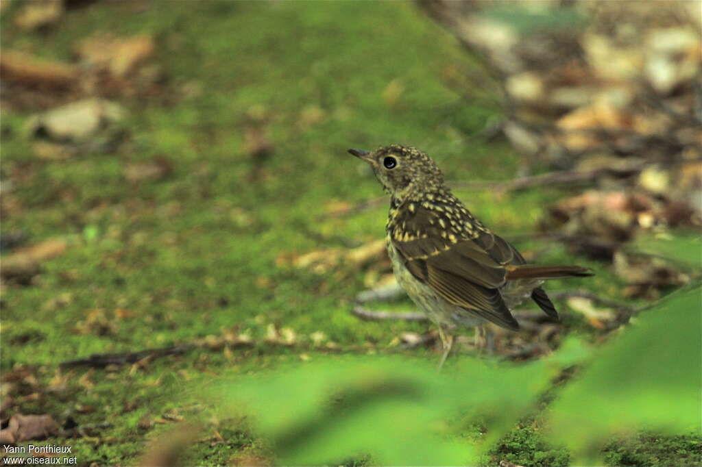 Hermit Thrushjuvenile, identification