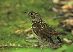 Hermit Thrush