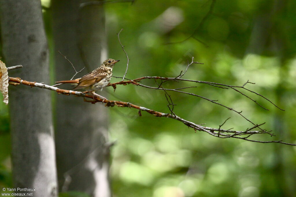 Hermit Thrushjuvenile