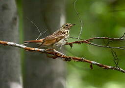 Hermit Thrush