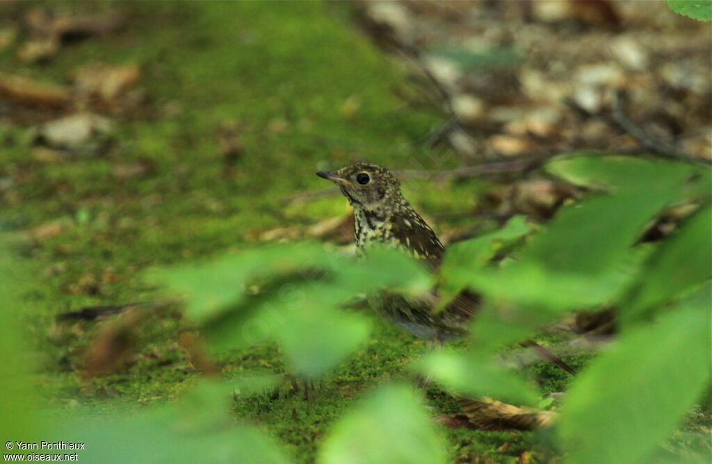 Hermit Thrushjuvenile