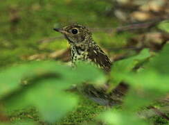 Hermit Thrush