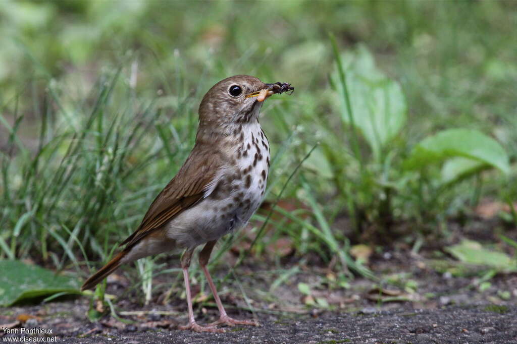 Hermit Thrushadult breeding, feeding habits, Reproduction-nesting