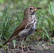 Hermit Thrush