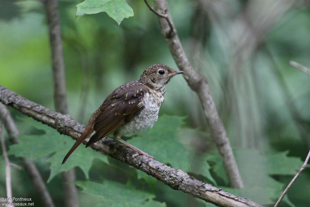 Grive solitairejuvénile, identification