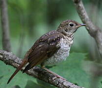 Hermit Thrush