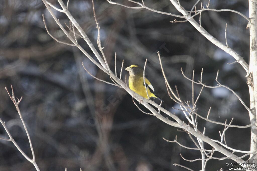 Evening Grosbeak male adult