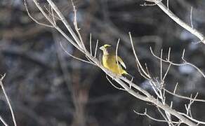 Evening Grosbeak