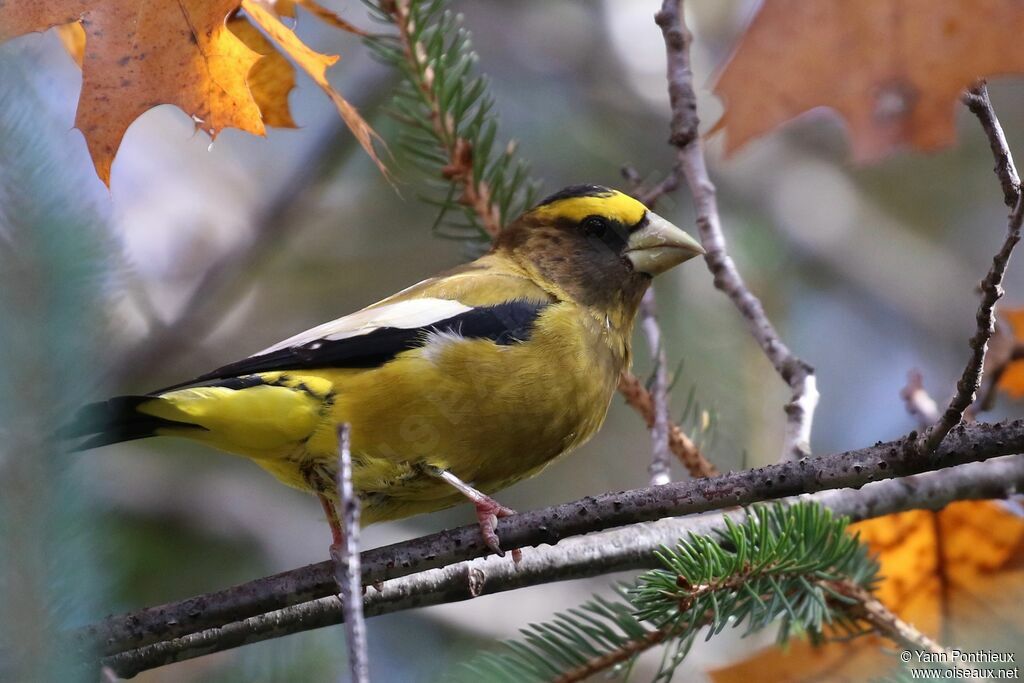 Evening Grosbeak male adult