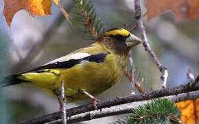 Evening Grosbeak