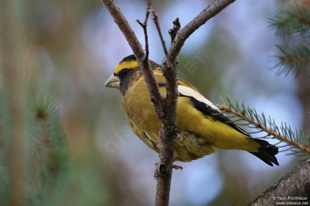 Evening Grosbeak male adult