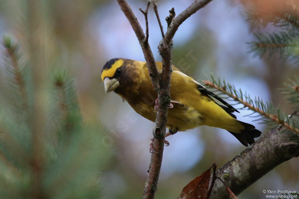 Evening Grosbeak male adult