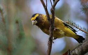 Evening Grosbeak