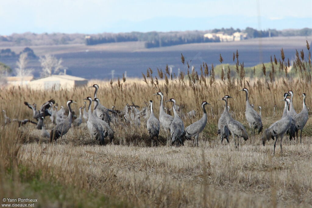 Common Crane