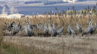 Common Crane