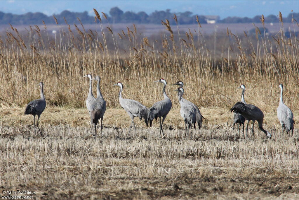 Common Crane