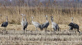 Common Crane