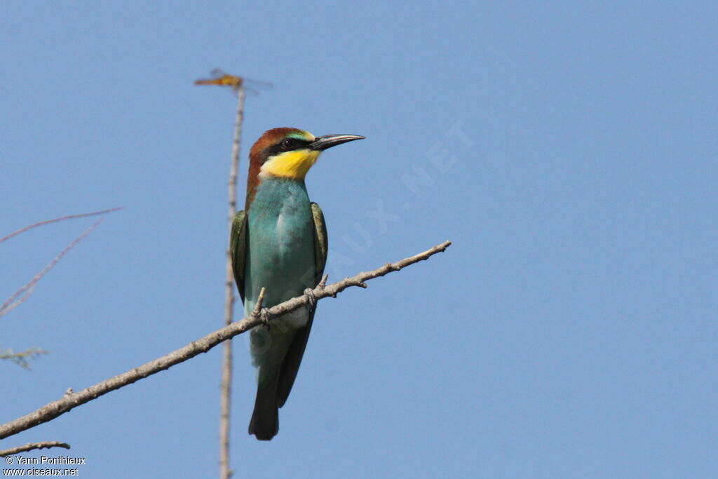 European Bee-eater