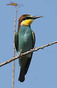 European Bee-eater