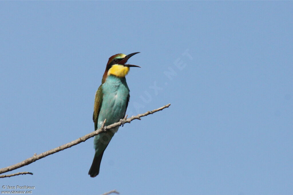 European Bee-eater