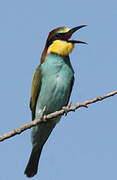 European Bee-eater