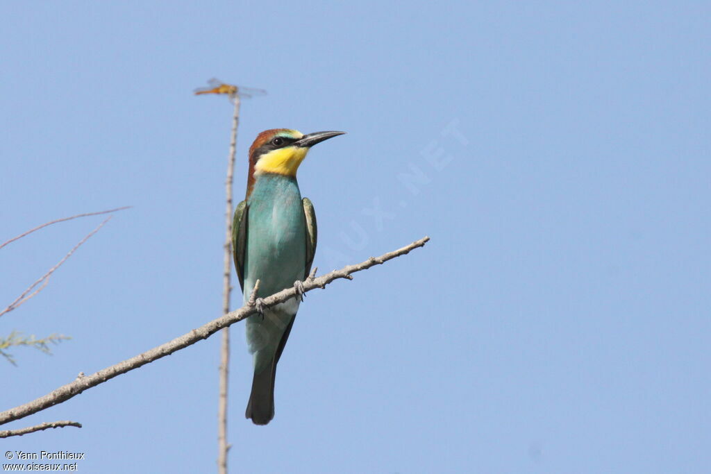 European Bee-eater