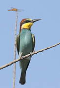 European Bee-eater