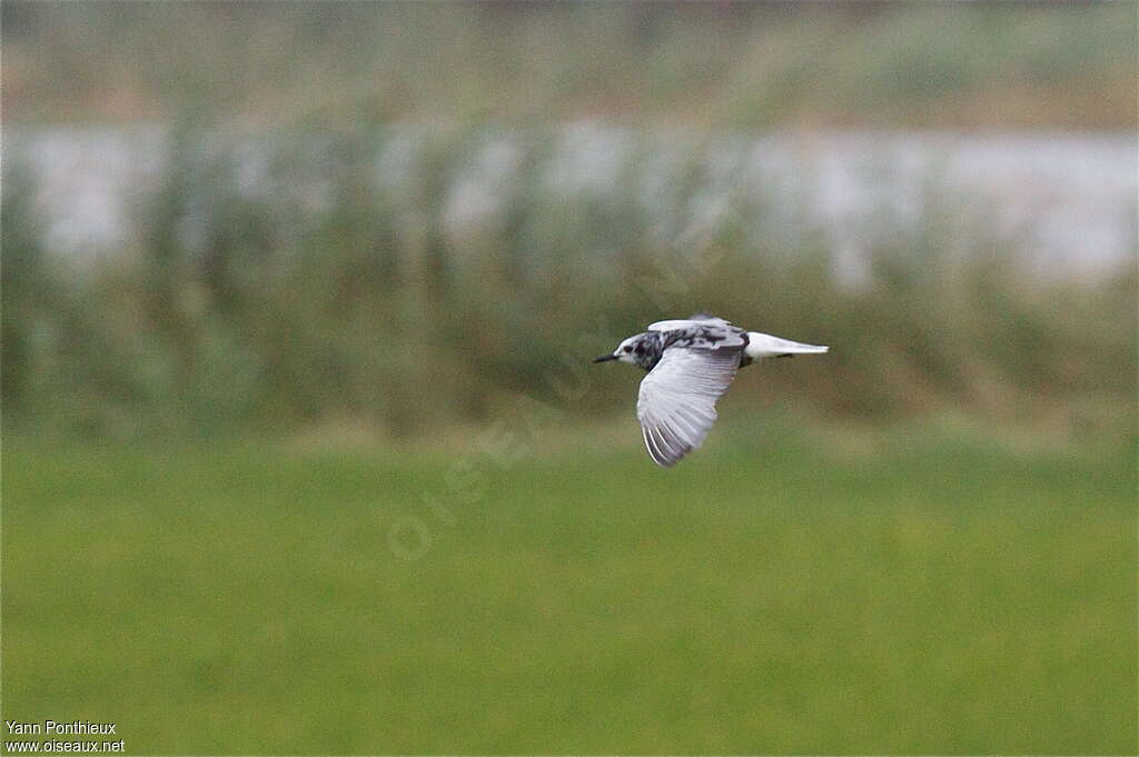 Guifette leucoptèreadulte transition, Vol