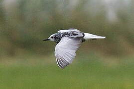 White-winged Tern