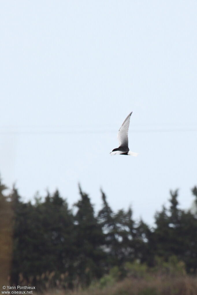 White-winged Tern