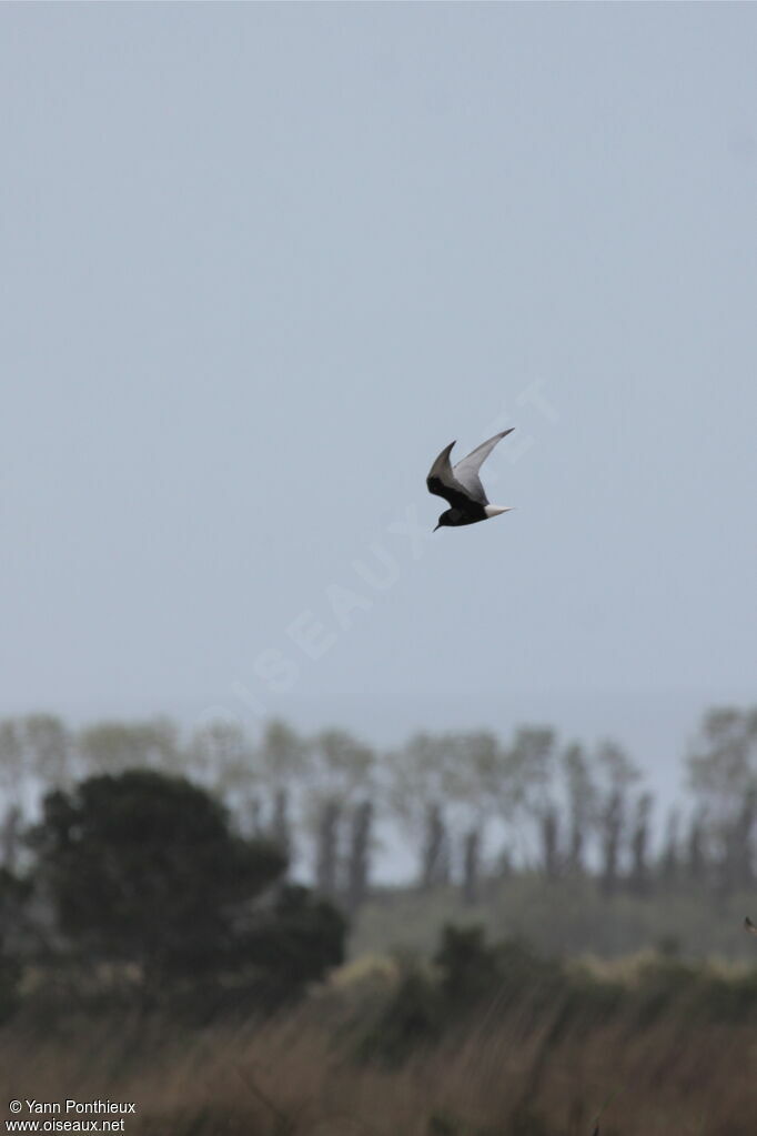 White-winged Ternadult breeding