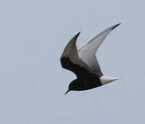 White-winged Tern